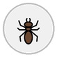 ant