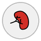 kidney