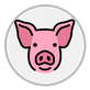 pig face