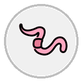 worm
