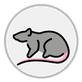 rat