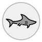 shark