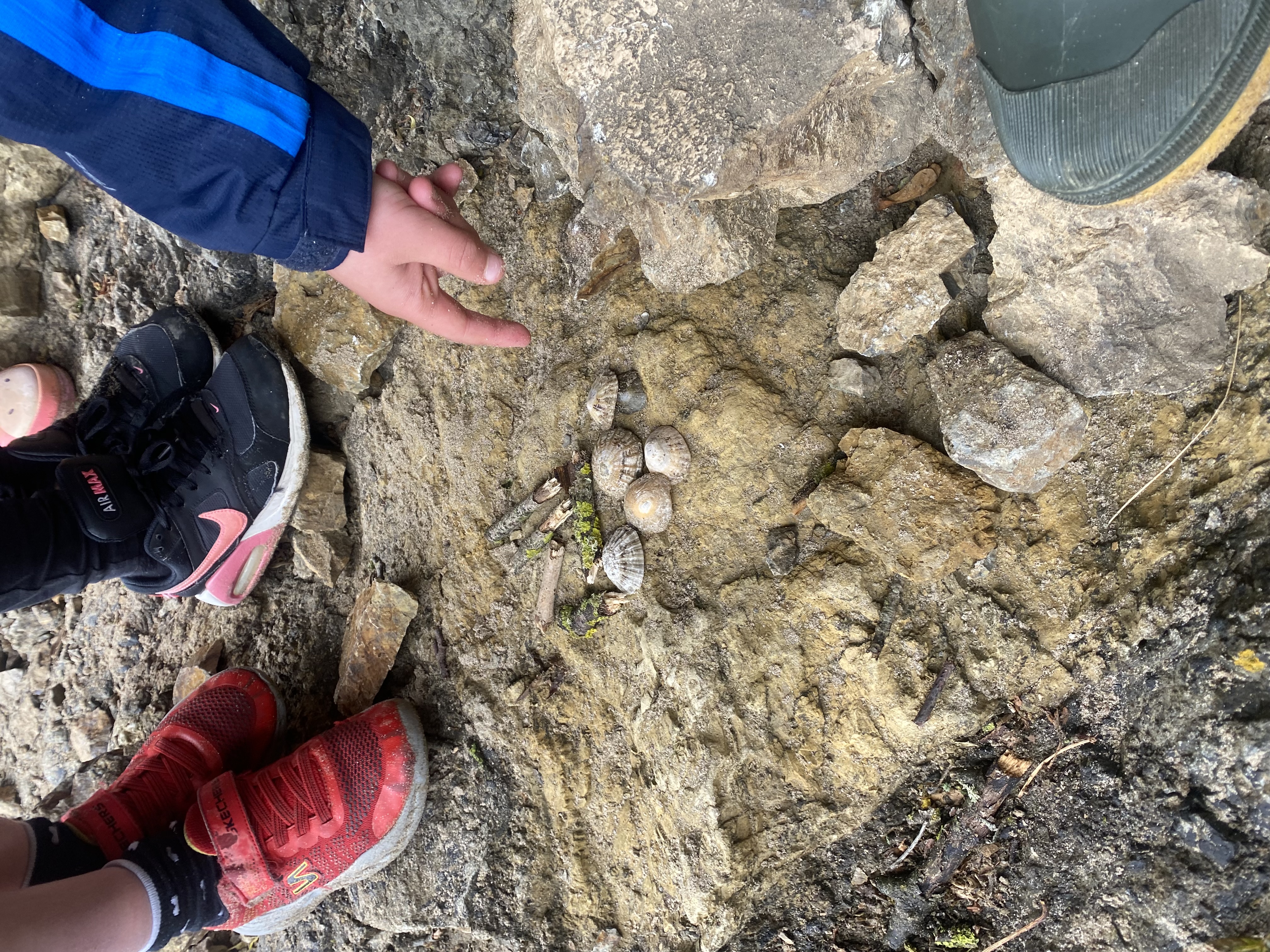 Alt text for the image