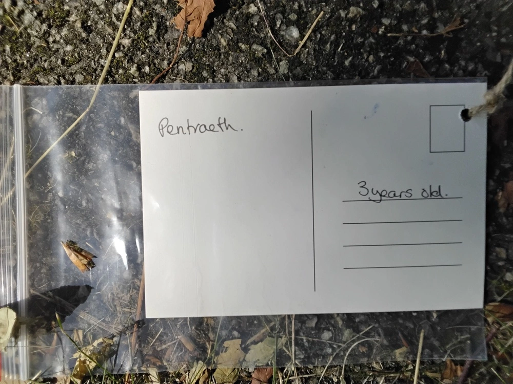 Back of postcard by , age 