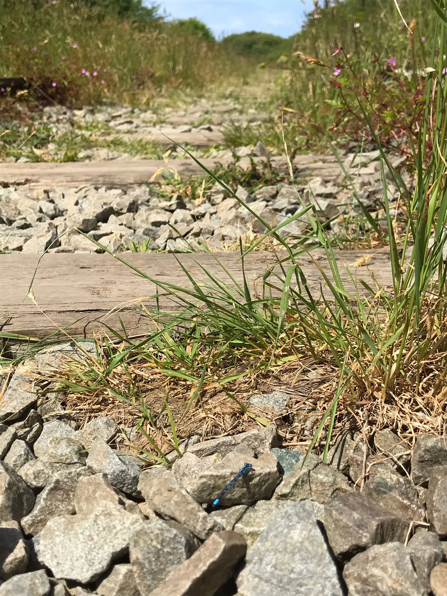 Dragon flies (bright blue)